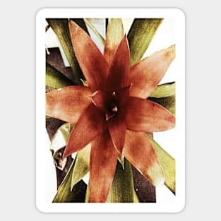 Star Plant Sticker